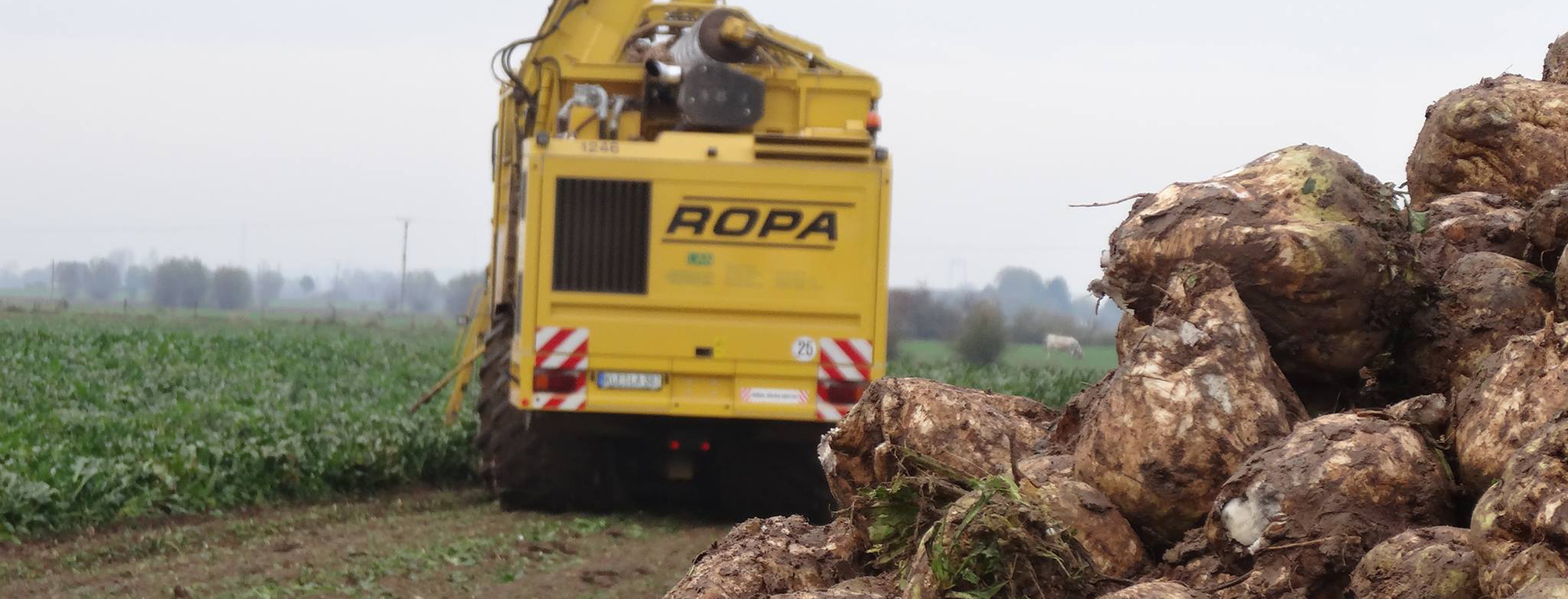 rüben roden verladen legen