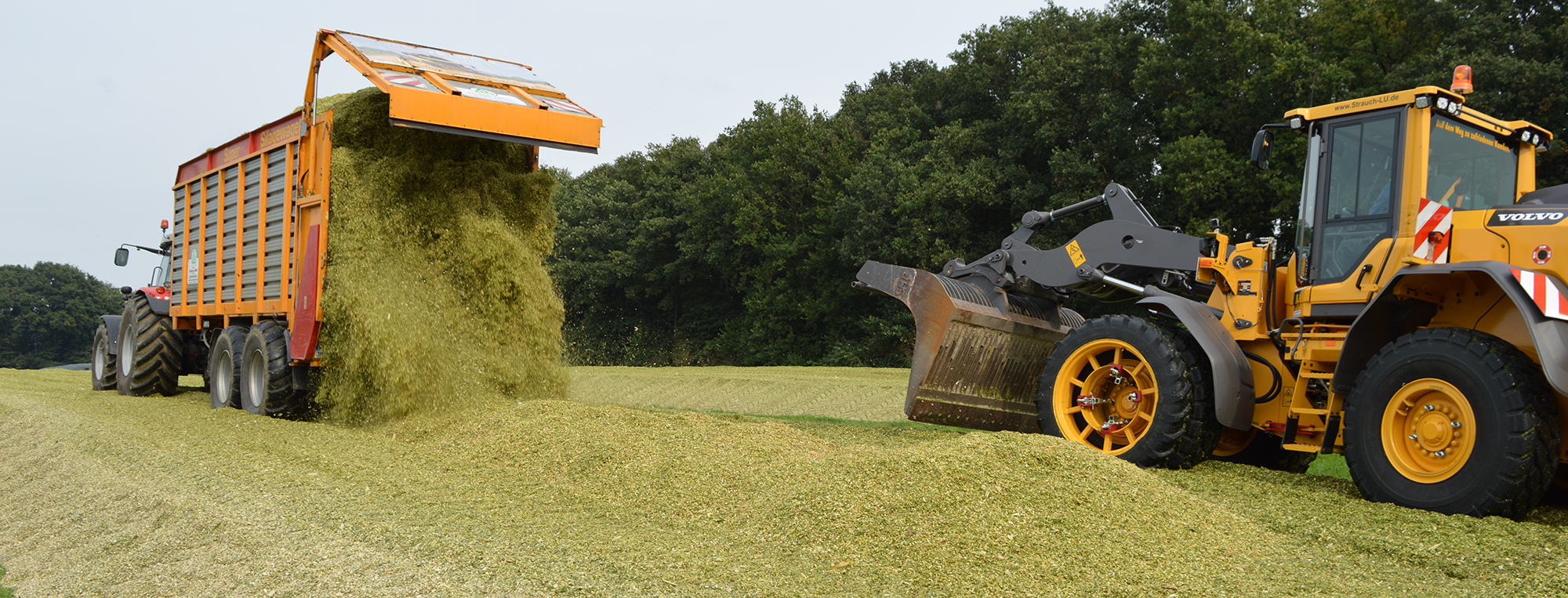 Aufbereitung Silage mais